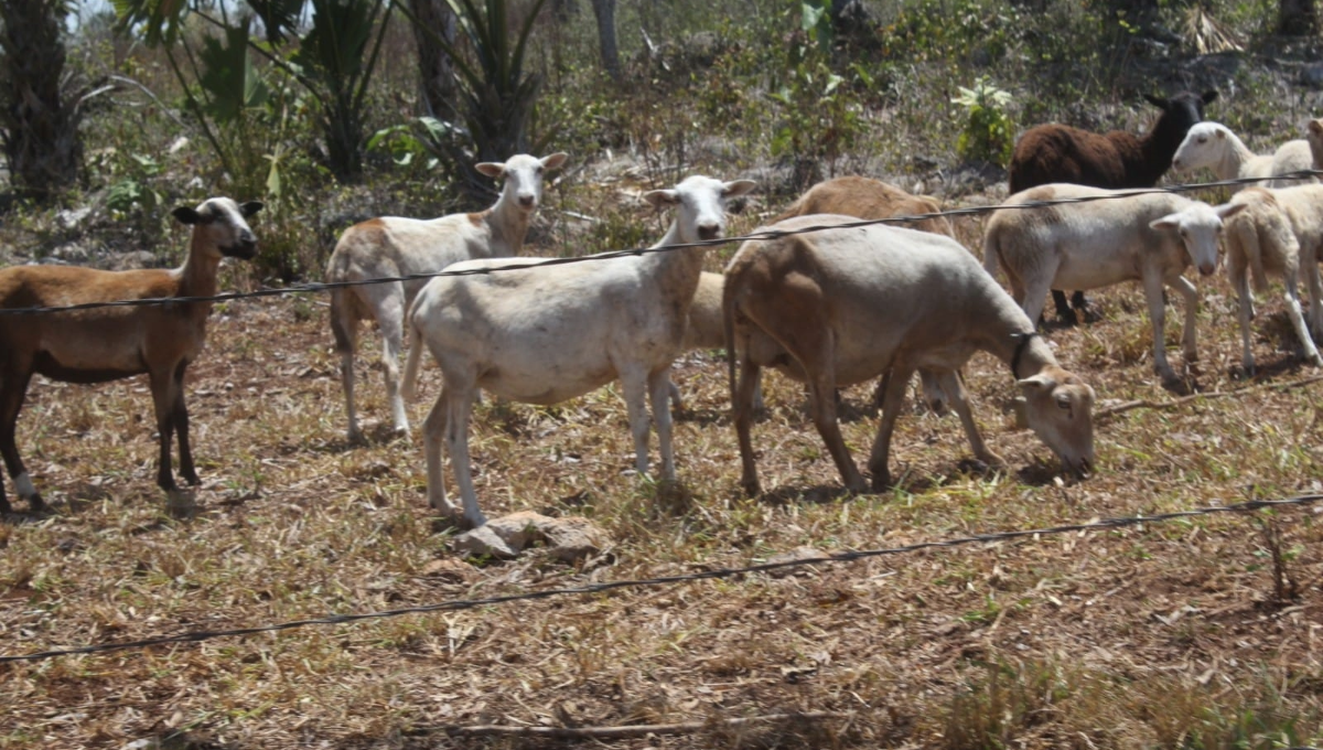 Ganaderos prevén gran demanda de la carne de ovino durante la Feria de Tizimín