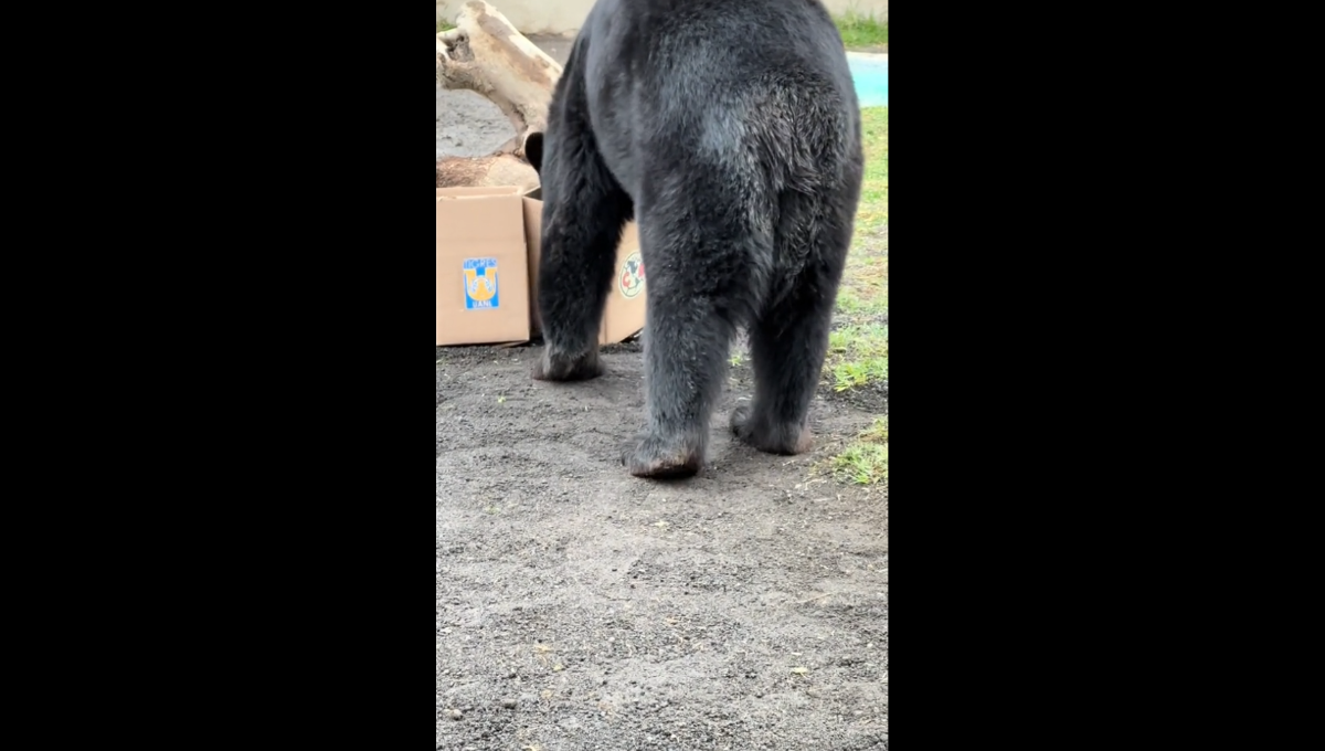 En el video se puede ver como el oso Kenai avanza para tomar una de las cajas y determina su predicción