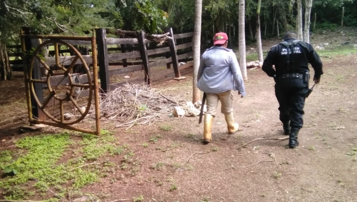 Ladrones se llevan 13 borregos de un rancho en la vía Tekax-Xaya