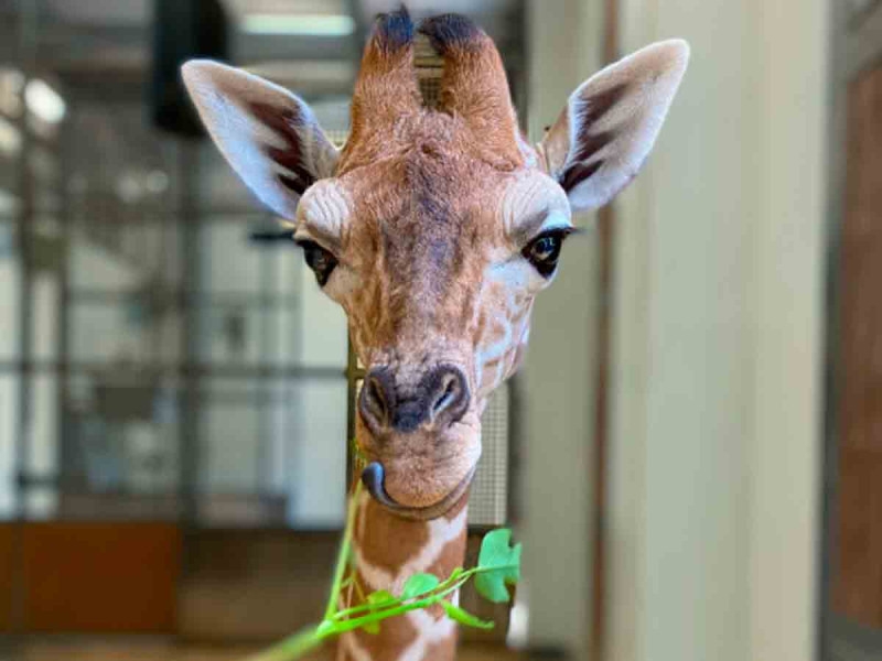 Muere jirafa bebé en un zoológico de Carolina del Norte