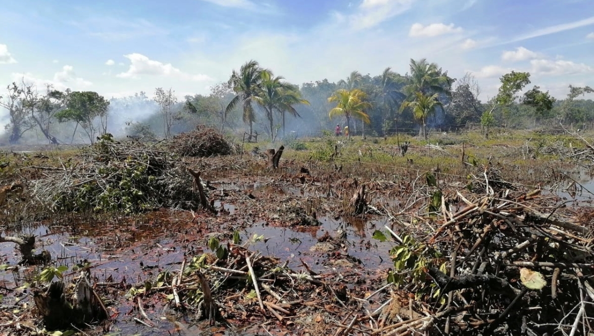 Alcaldesa de Río Lagartos podría pasar 10 años en prisión por permitir tala de 5 hectáreas de mangle