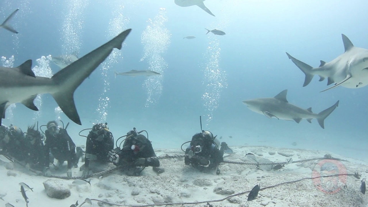 Playa del Carmen no suspende nado con tiburones pese a ataques en el Pacífico