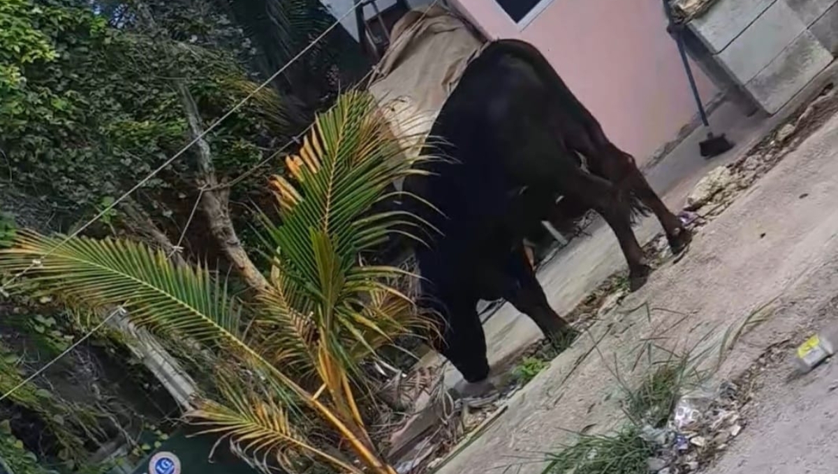 Toro se pasea entre las casas de un fraccionamiento en Kanasín: VIDEO