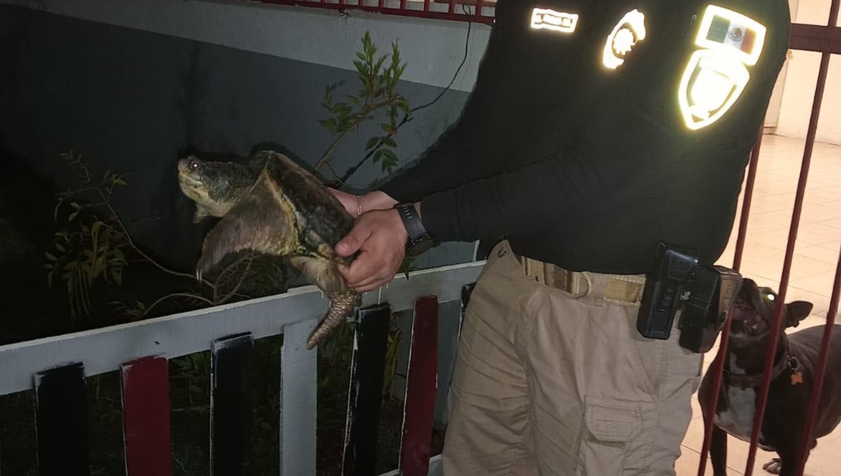 La tortuga caimán fue rescatada para ser entregada a las autoridades