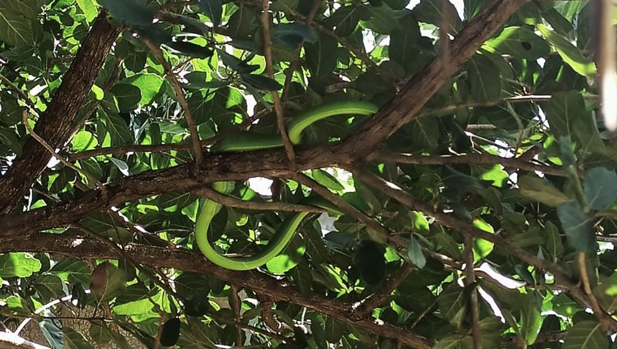 Bomberos de Campeche capturan serpiente en el patio de una casa