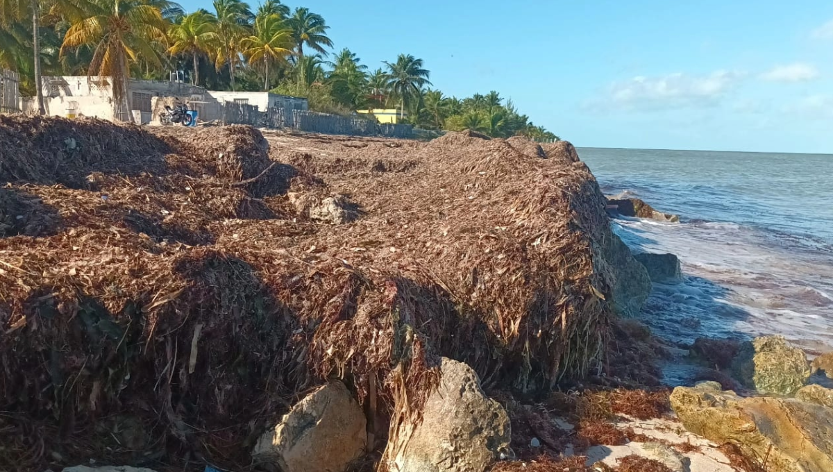 Frentes fríos provocan acumulación de toneladas de sargazo en la playa de San Crisanto, Sinanché