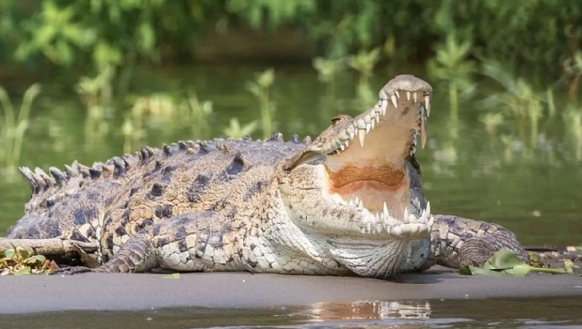 En Tecomán son comunes los avistamientos y ataques de cocodrilos