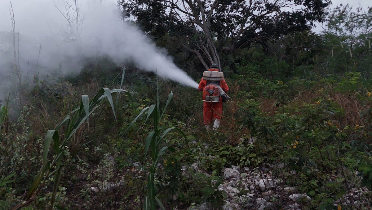 Controlan 50 plagas de langosta que amenazaba a Yucatán
