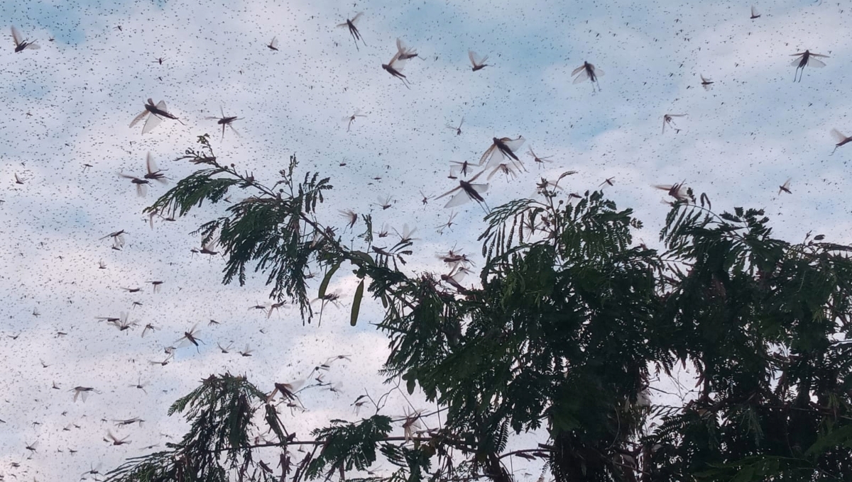 Plagas de langostas invaden parcelas en Pomuch, Campeche