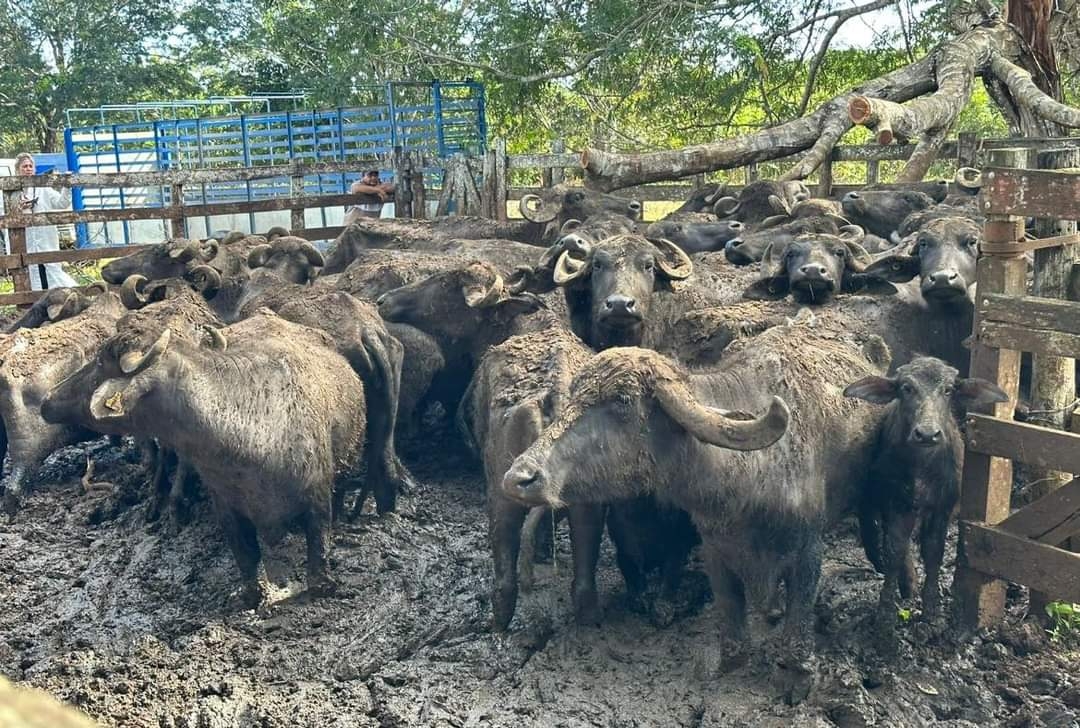Productores de Bacalar inician cría de búfalos en la región