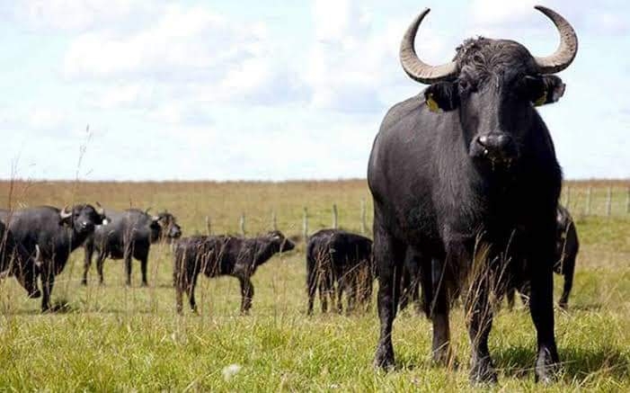 ¿Por qué los productores de Bacalar están criando búfalos?