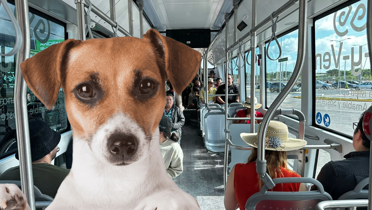 IE-TRAM en Mérida: ¿Se permite viajar con mascotas?