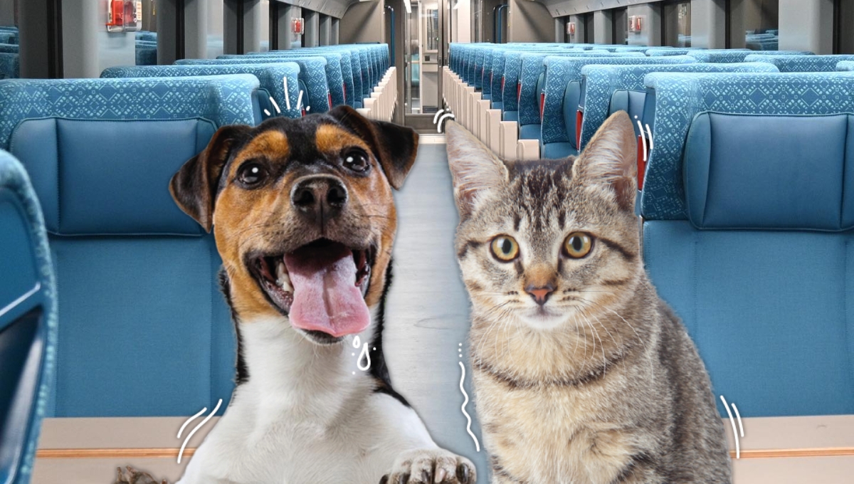 Tren Maya: ¿Se permite viajar con mascotas?