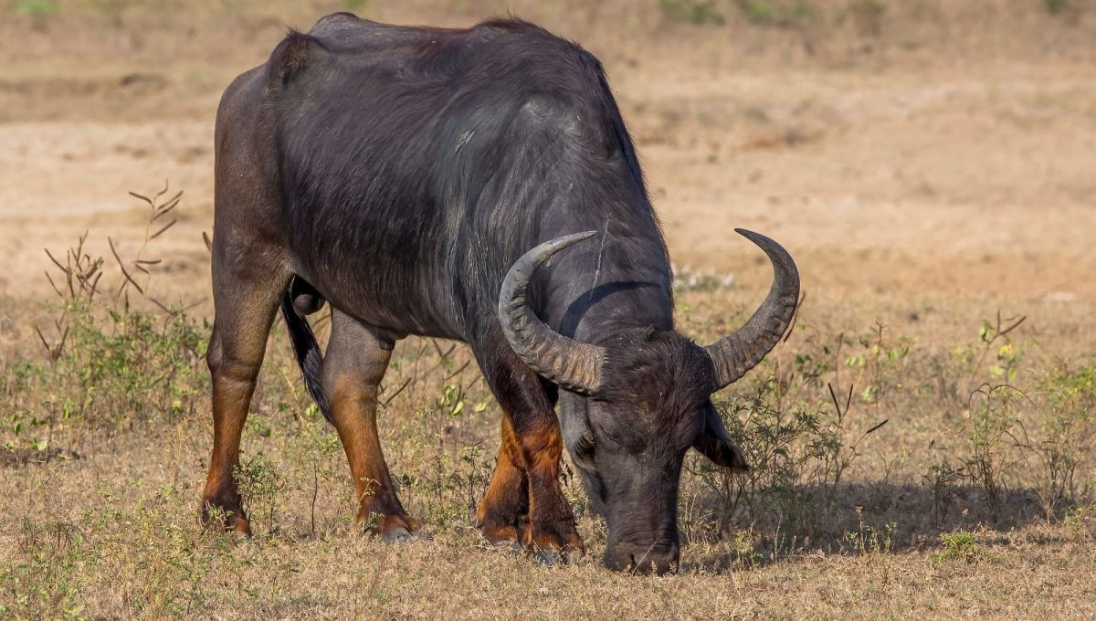 Cría de búfalos en Bacalar: ¿Qué tan nutritiva es su carne?