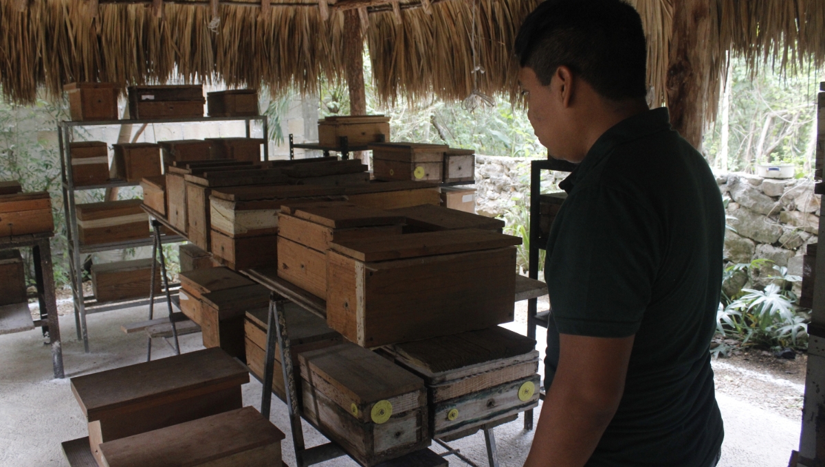 Apicultores de Mérida denuncian la muerte de abejas en más de 500 colmenas por fumigaciones