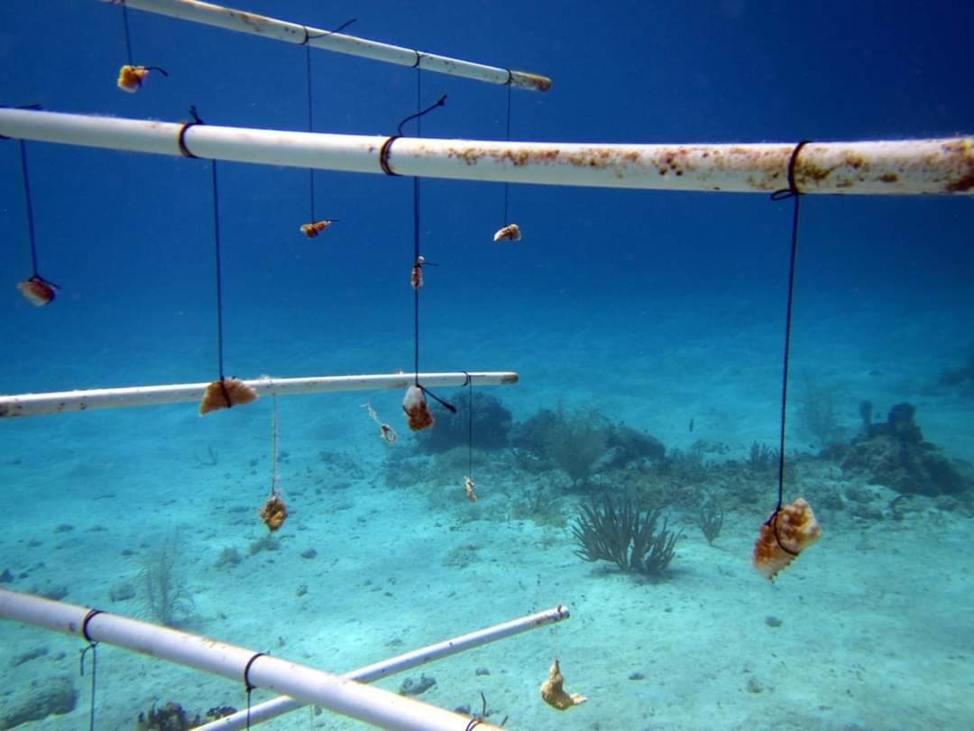 Restauran mil 500 fragmentos de coral en un arrecife en Cozumel