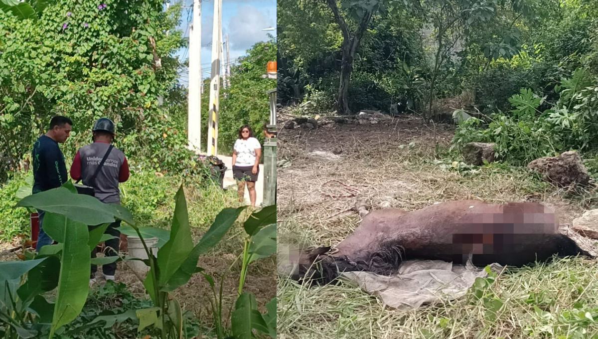 Bomberos y CCA salvan a un caballo de morir en un pozo en Cozumel