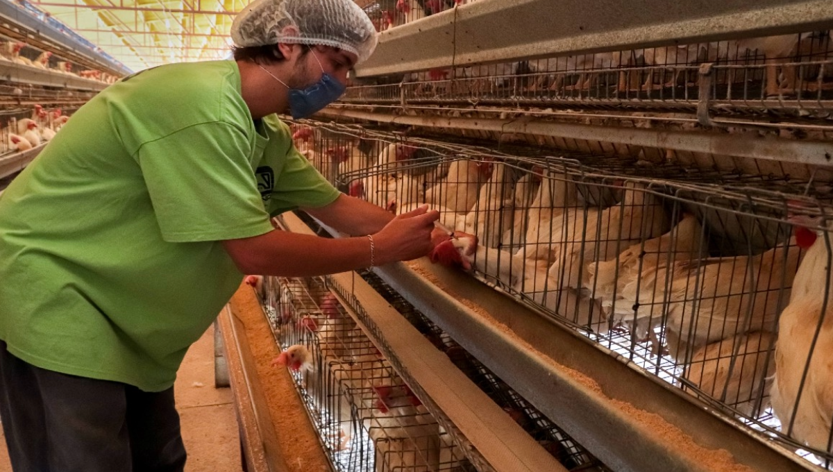 Secretaría de Agricultura de Yucatán implementa medidas contra gripe aviar en Timucuy