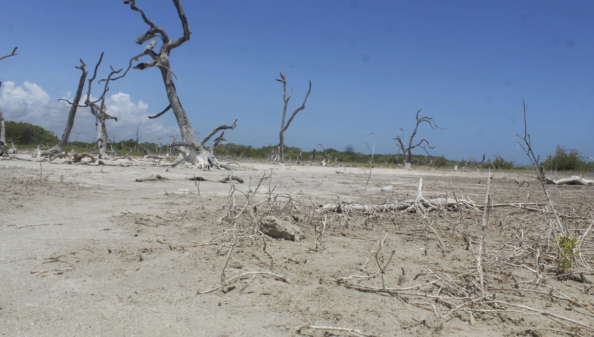 Prevén intensa sequía durante el 2024 en cuatro municipios de Yucatán