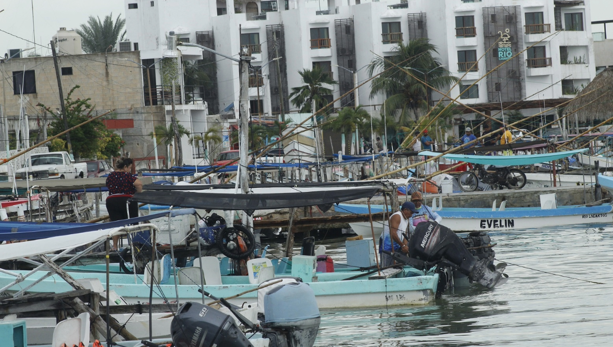Pescadores de los puertos de Yucatán dejan la captura de pulpo antes del cierre de temporada