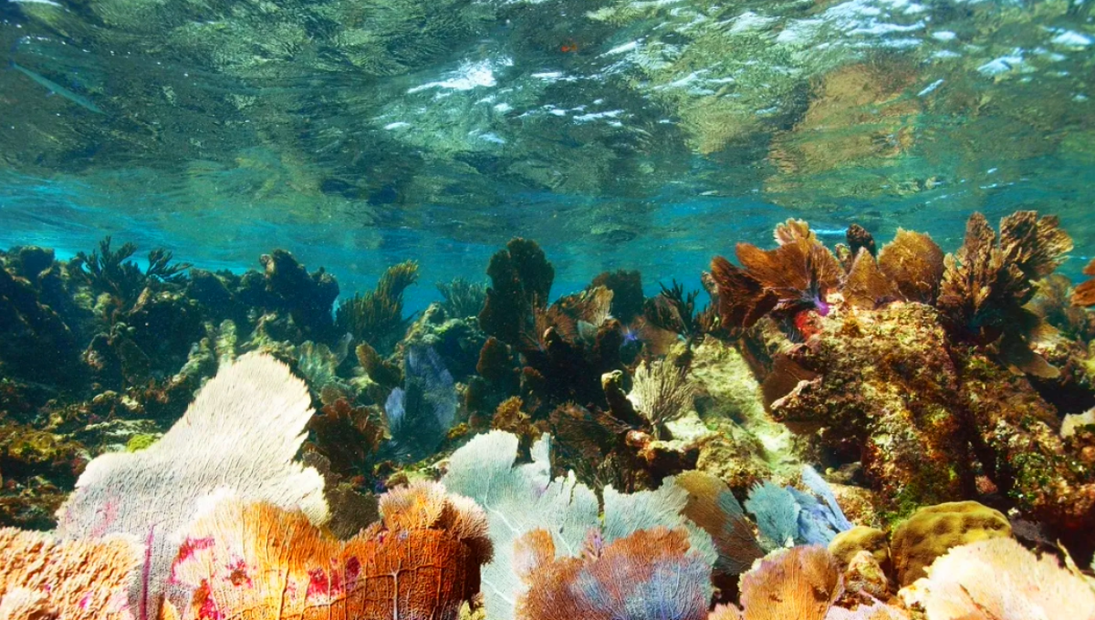 Mueren arrecifes de Quintana Roo por elevadas temperaturas marinas