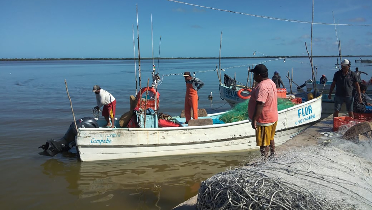 Pescadores de Sabancuy reportan buena captura del pez sierra