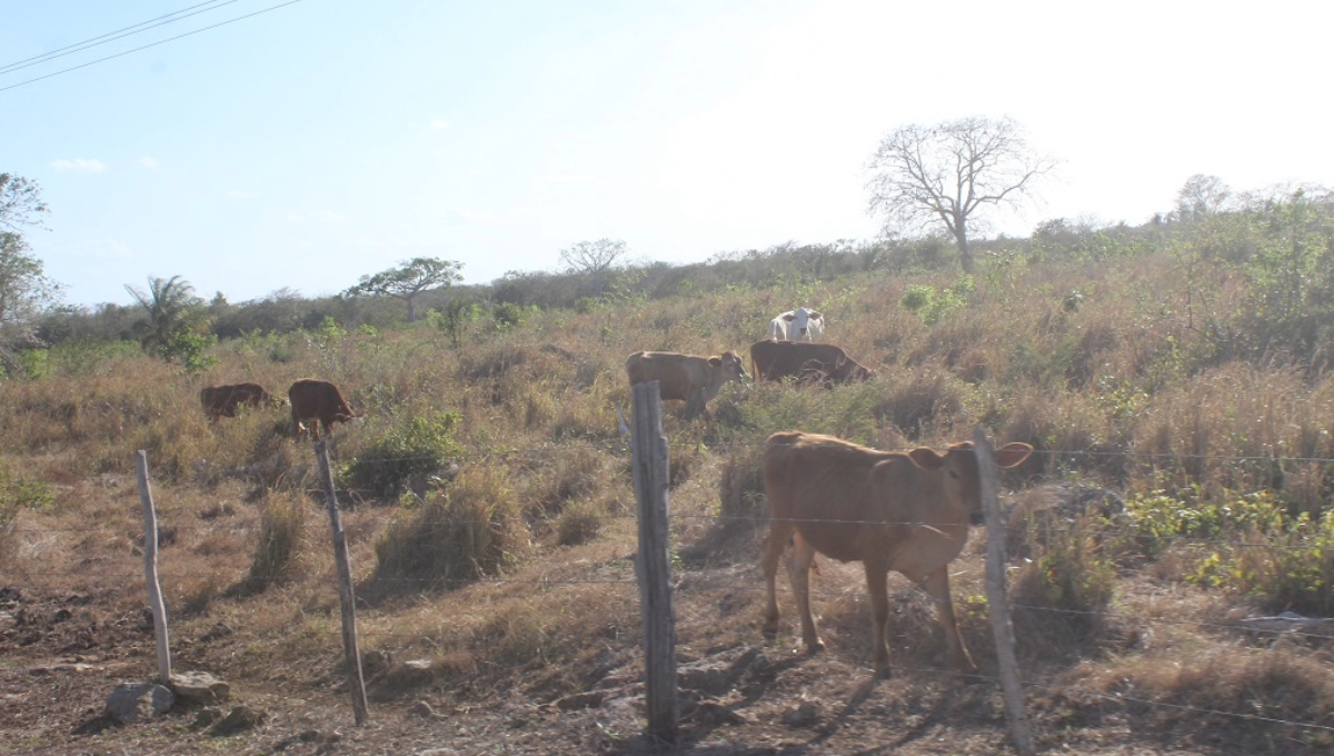 Productores de Yucatán son 'castigados' por la intensa sequía
