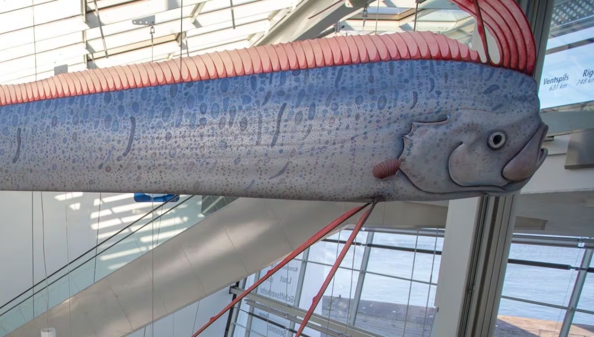 El pez remo puede medir 17 metros de largo