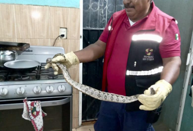 Bomberos de Campeche capturan serpiente en la cocina de una vivienda de Campeche