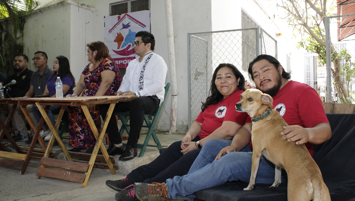 Perritos tomarán las calles de Mérida; anuncian caminata en pro del bienestar animal