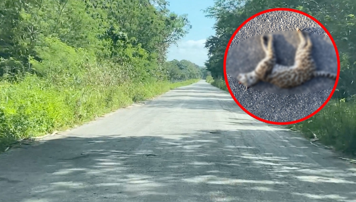 Tigrillo es atropellado en carretera de Champotón: FOTO