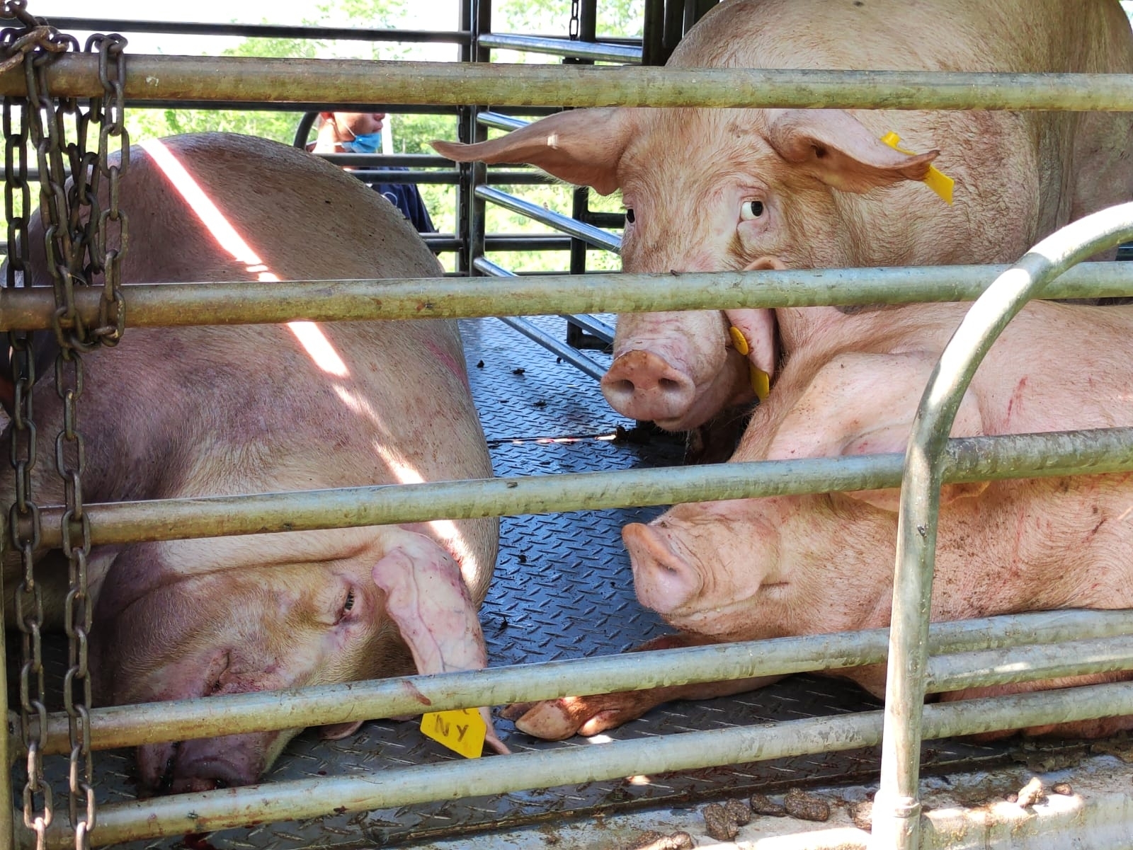 Causan megagranjas hambruna

Cría masiva de cerdos rompe cadena de producción de alimentos, advierten en Biosphera

Expertos coincidieron, durante el foro Biosphera, en que fábricas de cerdos dañan ecosistemas.
Las plantas porcícolas locales deben ser investigadas, dice la WWF