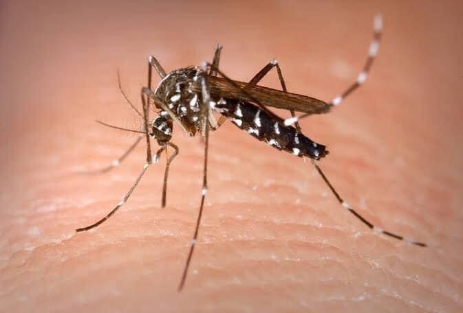 Yucatán registra 100 casos de dengue en lo que va del 2023