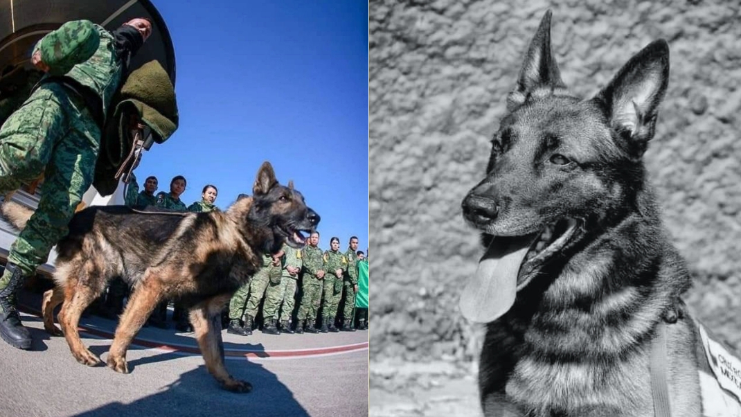 Muere Proteo, el perrito militar de la Sedena que viajó a Turquía