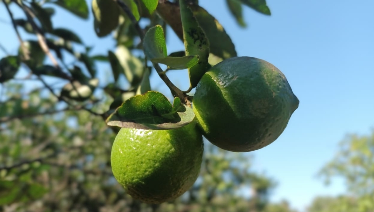 Aumenta el precio del limón en Chetumal