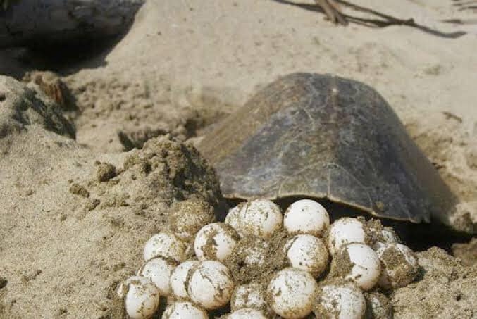 Disminuye saqueo de nidos de tortugas en Yucatán; Sólo 1 de cada 25 es depredado