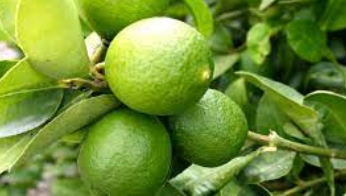 Campeche mantiene el precio del limón más bajo de la Península: Secretaría de Economía