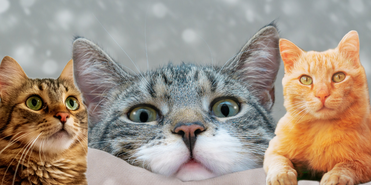 Te gustan los michis: Estas son las razas de gatos que maúllan más