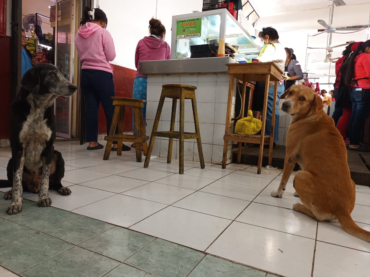 'Chelo' y 'Canuto', los perritos adoptados en el mercado de Motul