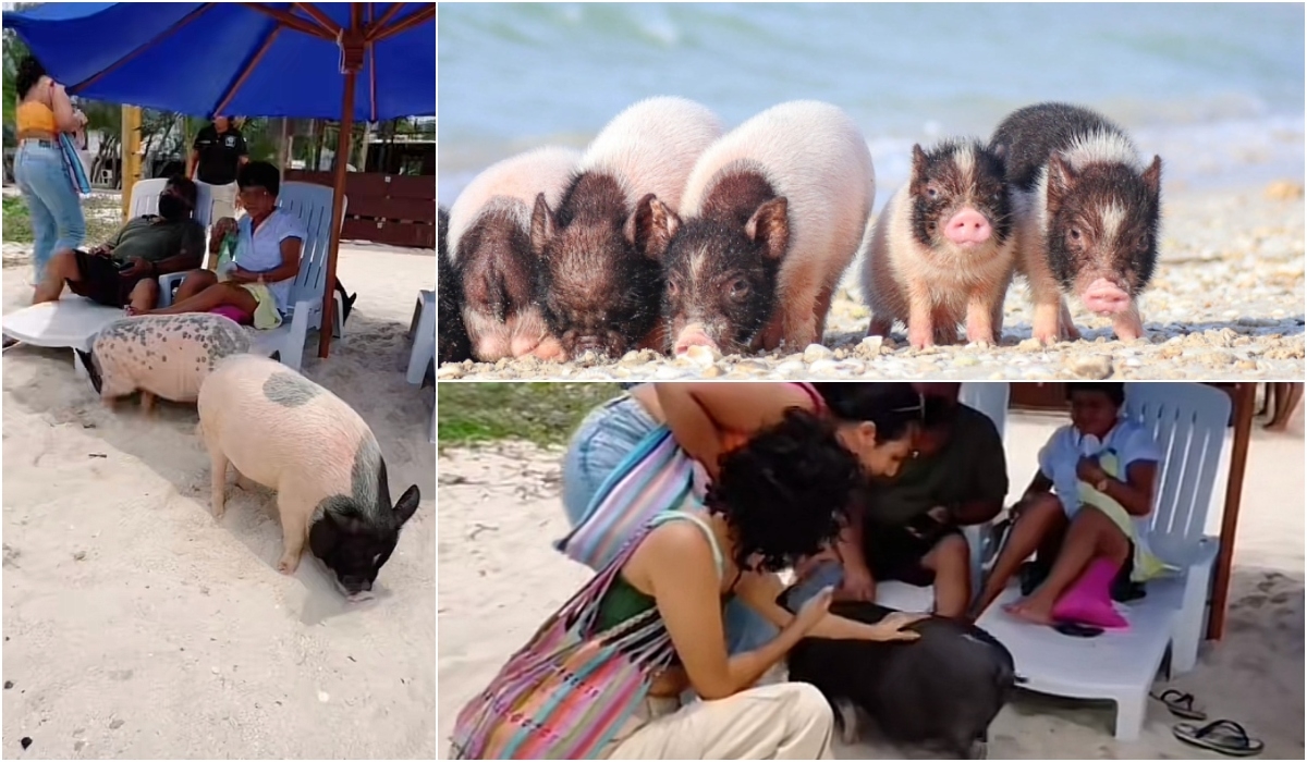 Cómo llegar a Pig Beach, la playa de los cerditos en Yucatán