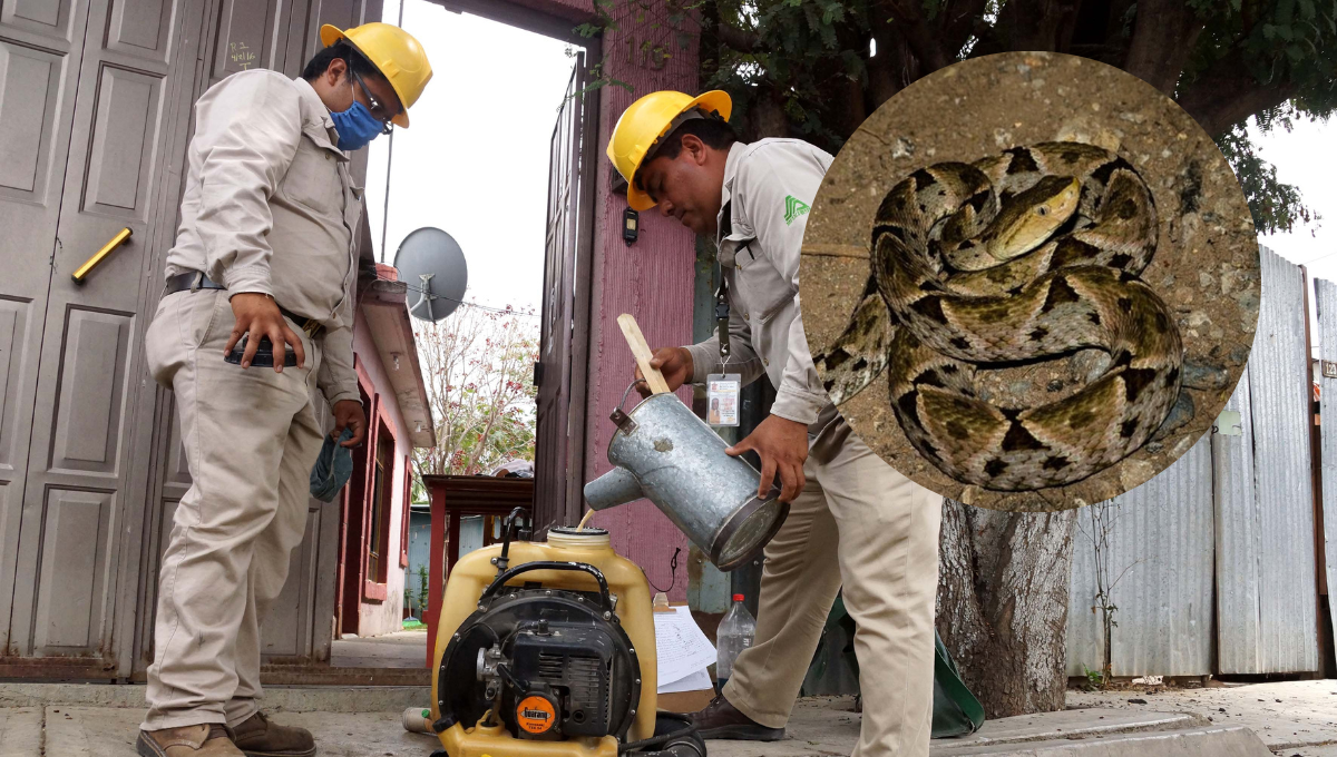 Mérida, 'amenazada' por aparición de serpientes; solo dos empresas atienden los casos