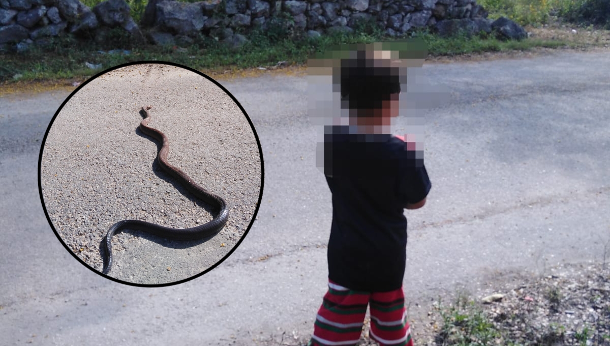 Salvan a niño de ser atacado por una serpiente de casi 2 metros en Buctzotz