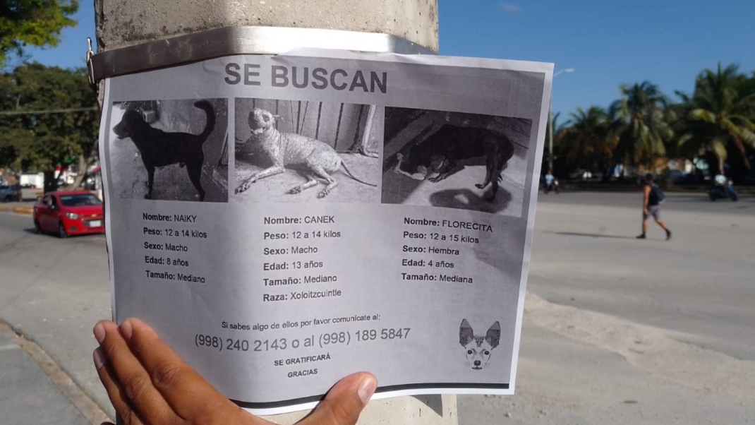 ¡Alerta! 'Empresas' lucran con la desaparición de mascotas en Cancún