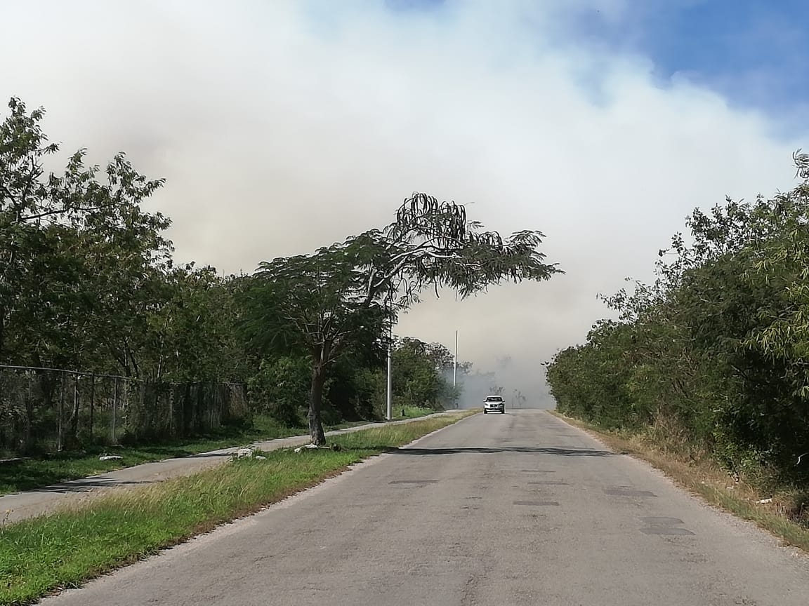 Nube tóxica y enjambre de moscas verdes atacan a fraccionamientos de Mérida