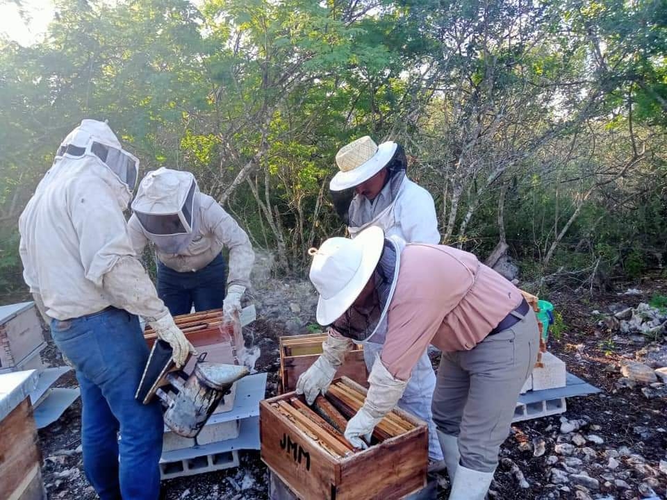 En Tizimín, cae el precio de la miel; uno de los peores momentos, reportan apicultores