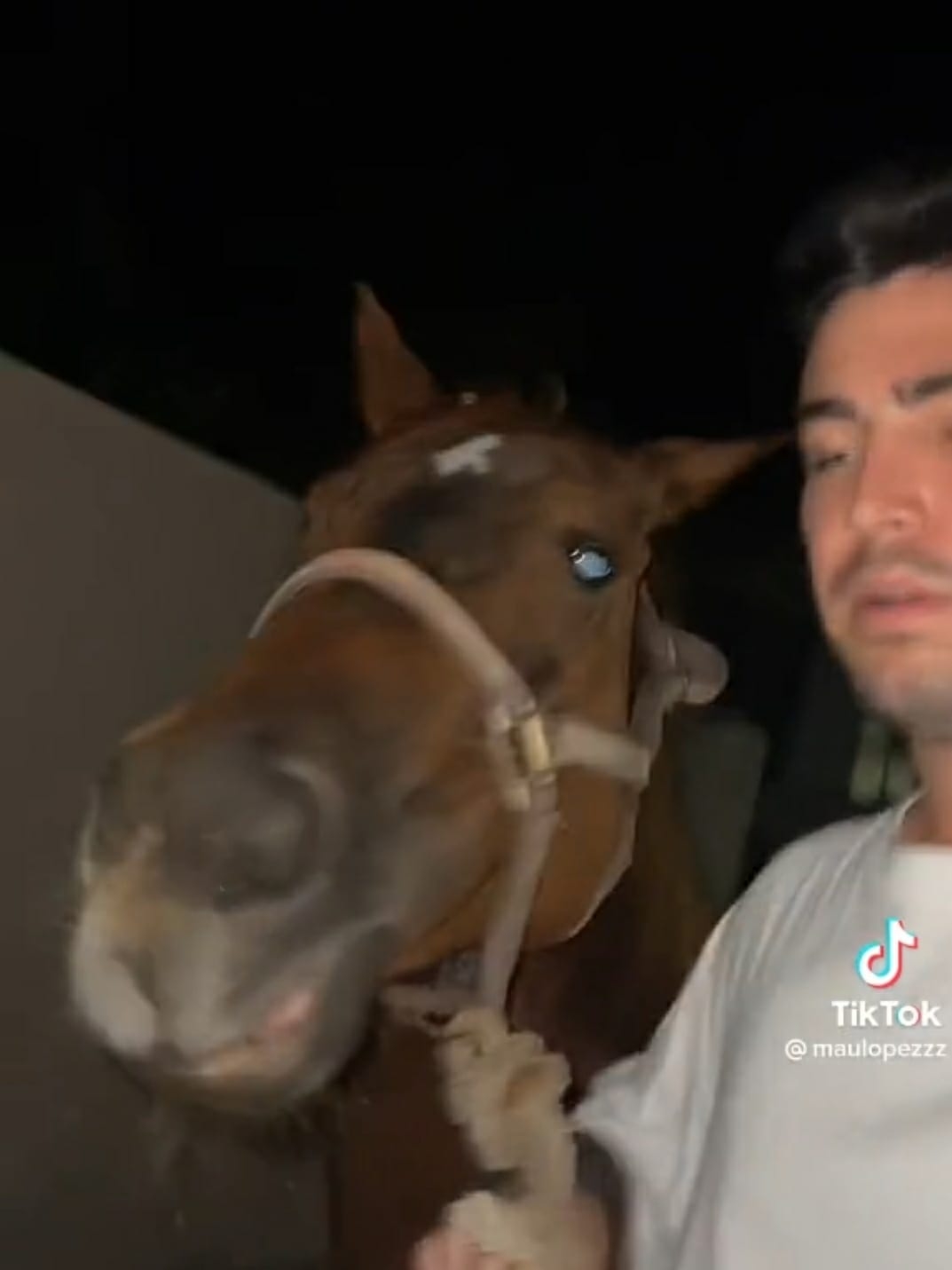 Tiktoker yucateco rescata a un caballo y lo mete a su casa: VIDEO
