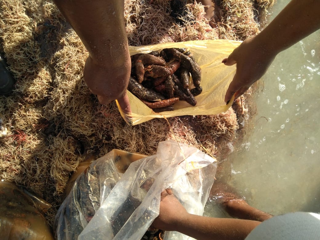 Sobrexplotación de pepino de mar en Yucatán, causa continuación de veda permanente
