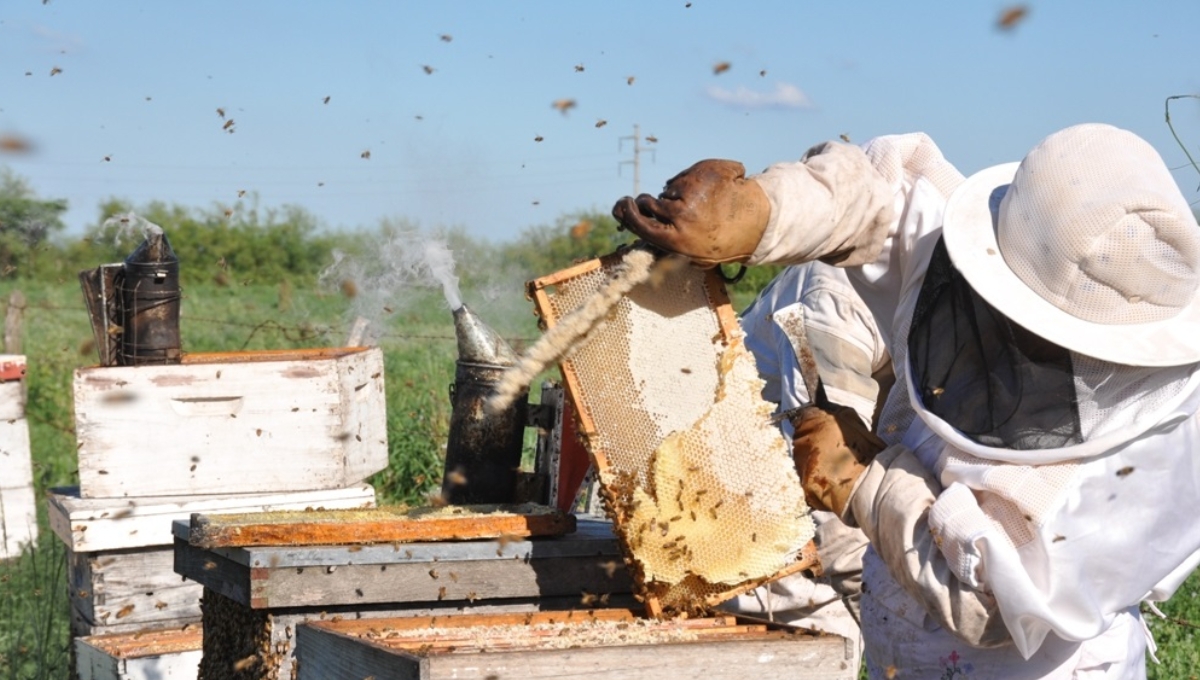 Baja demanda de miel preocupa a apicultores campechanos
