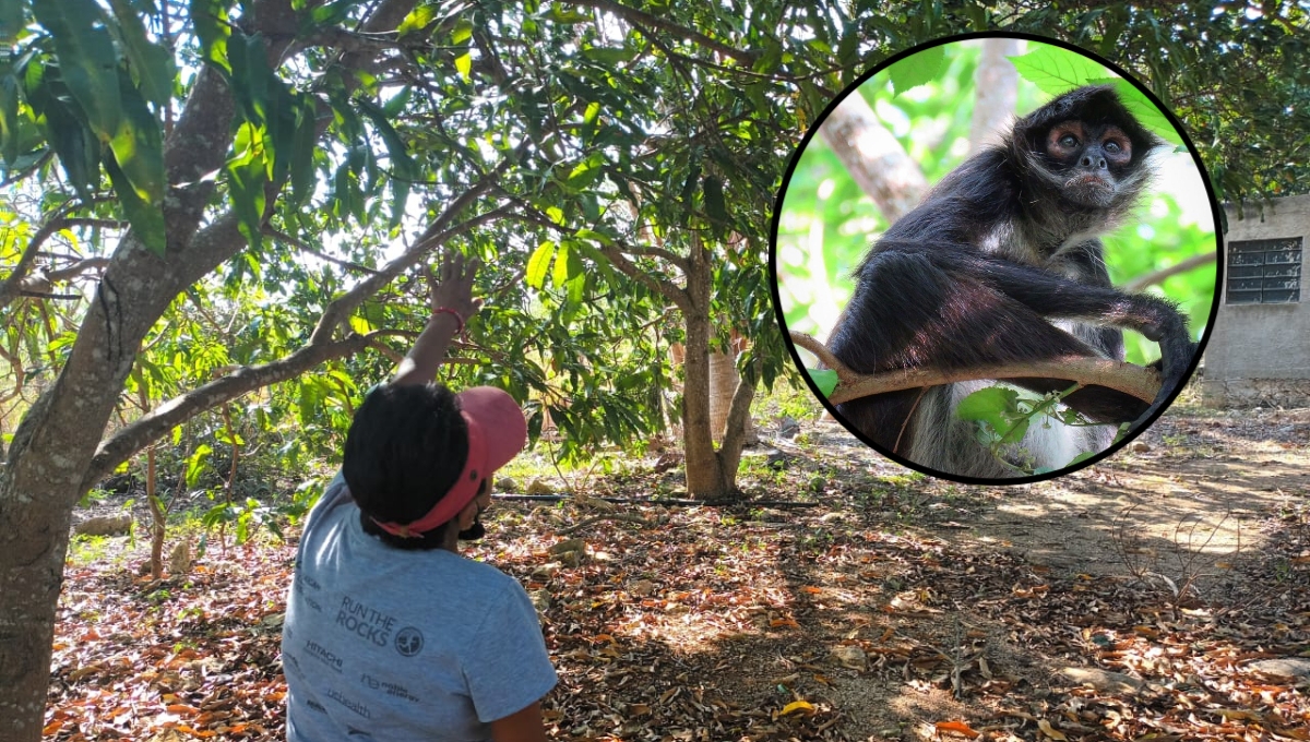Reportan avistamientos de monos en cultivos de Sinanché, Yucatán