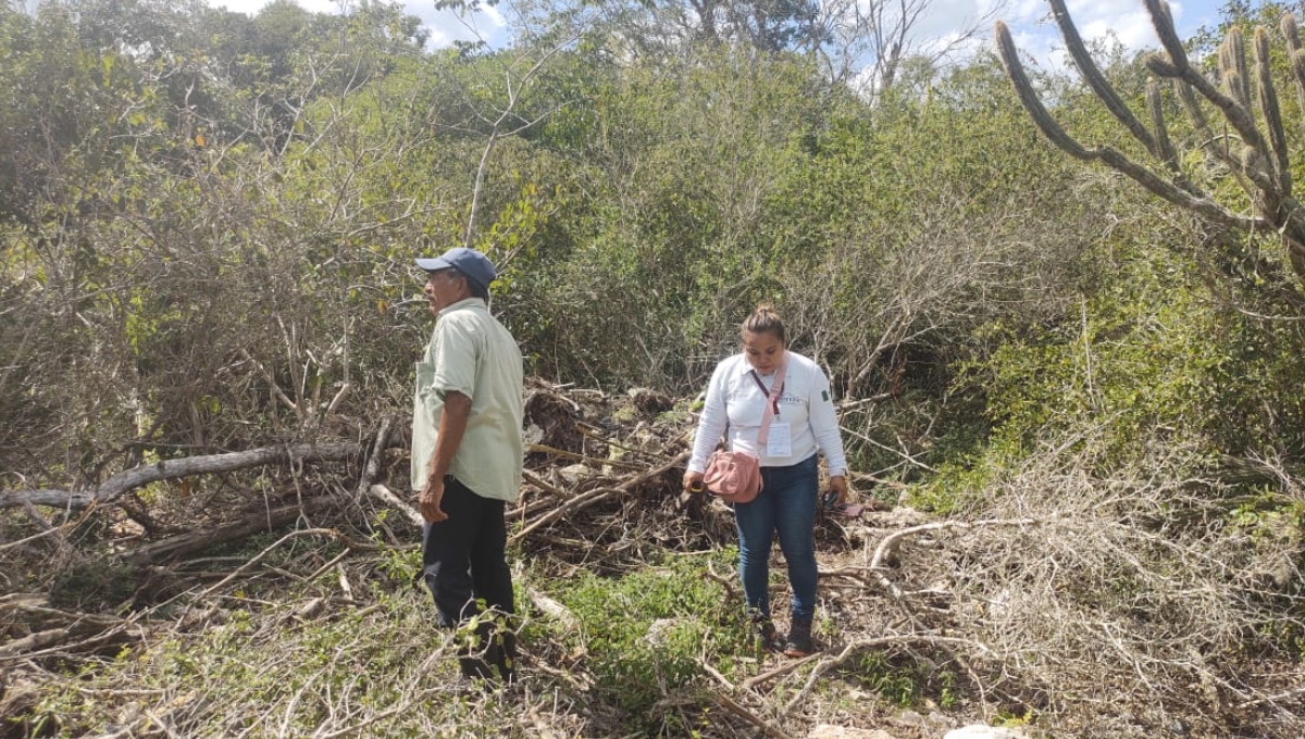 Profepa 'acorrala' tierras de un empresario por deforestación en Dzemul
